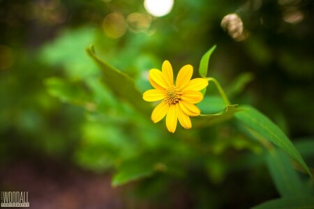 Aaron Woodall, flower, photographer, stem, yellow