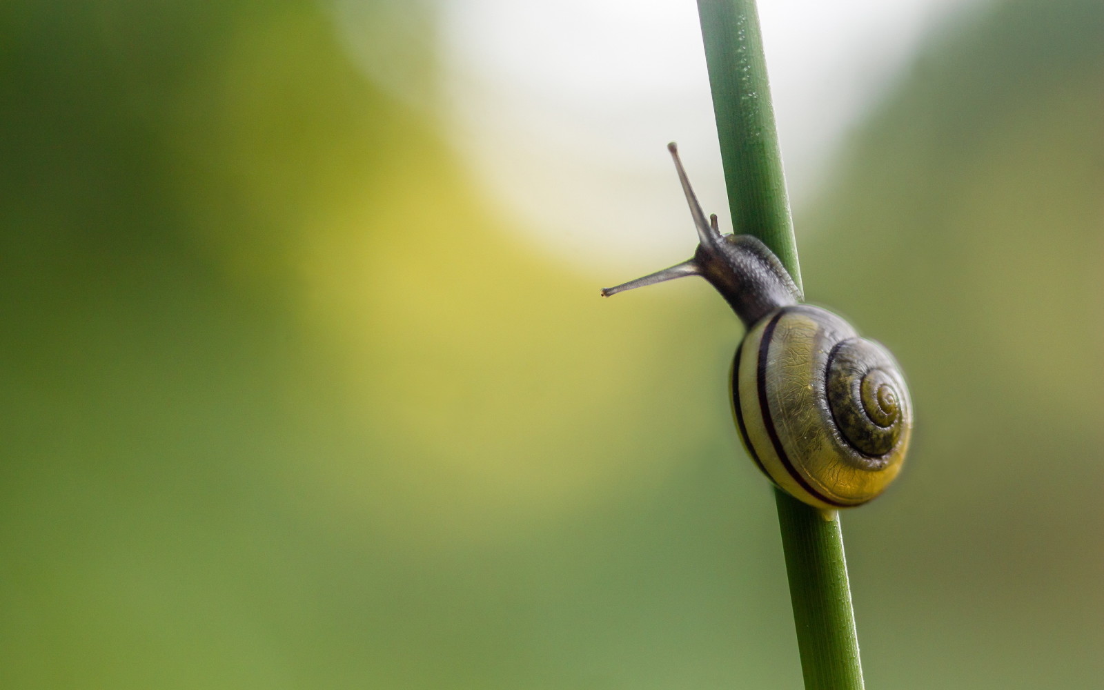 Contexte, escargot, un brin d'herbe