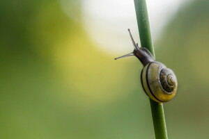 Ein Grashalm, Hintergrund, Schnecke