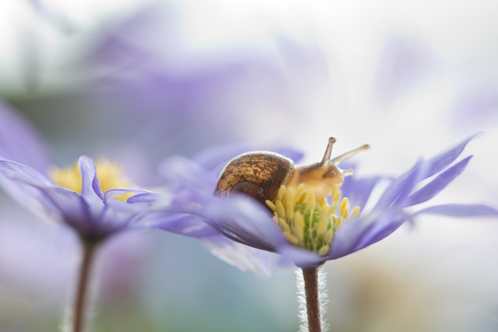 bokeh, makro, blomster, snegl