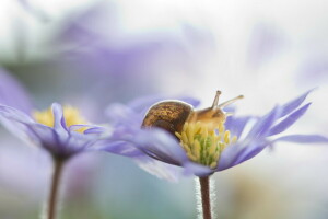 bokeh, blommor, makro, snigel