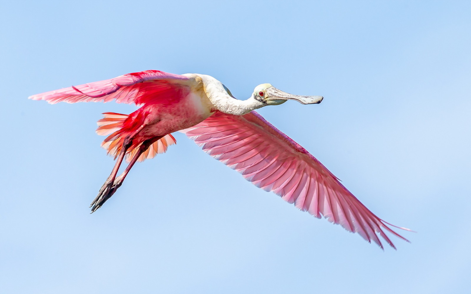 der Himmel, Flug, Vogel