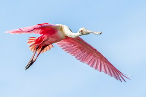 Vogel, Flug, der Himmel