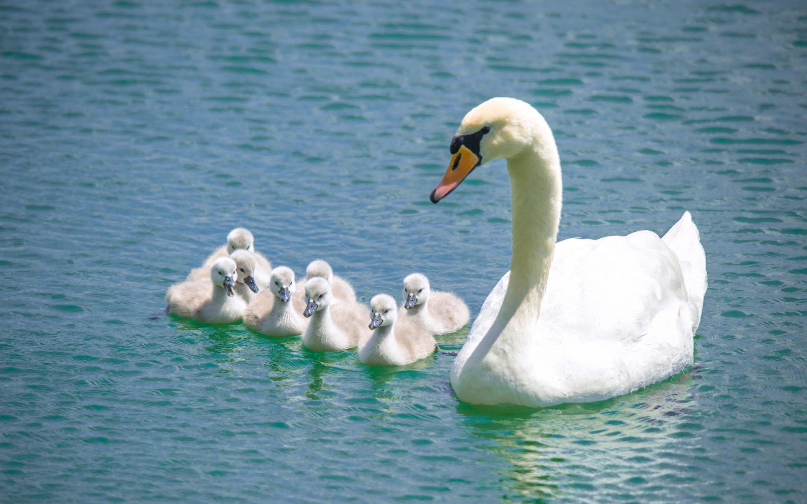 familie, water, vogelstand, zwanen, kuikens, zwaan