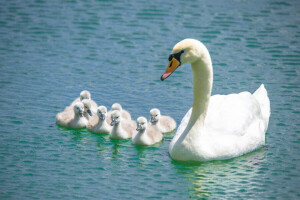 birds, chicks, family, swan, swans, water