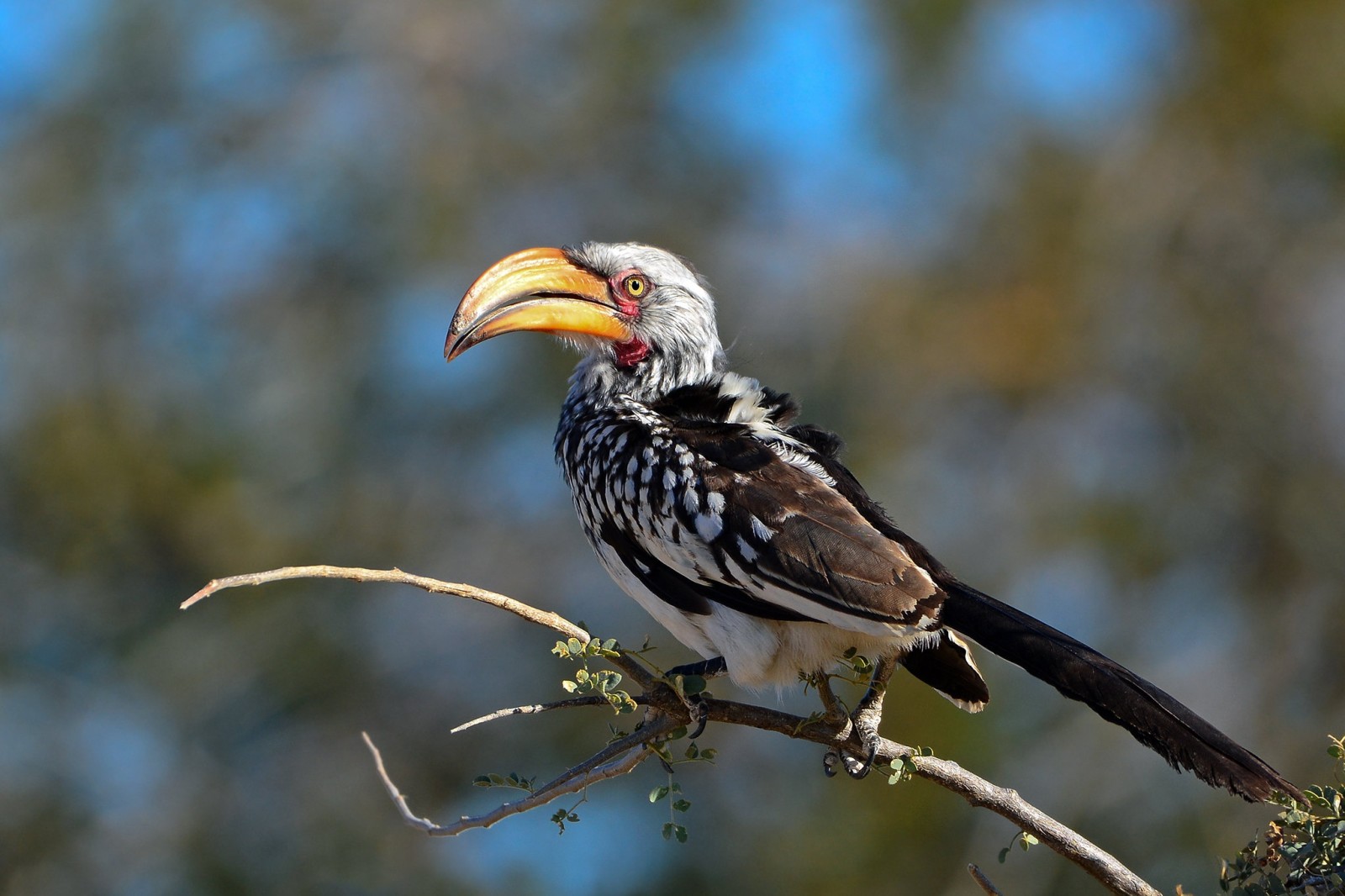 naturaleza, pájaro