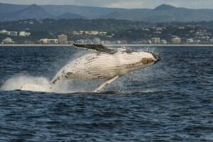 Australia, costa, mar de Coral, Costa Dorada, ballena jorobada, equipo, QLD, Queensland