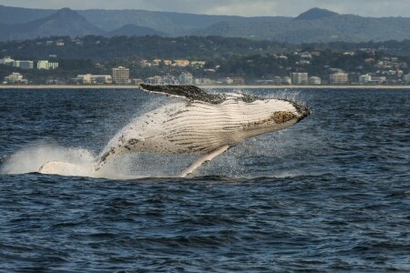 Australien, kust, Korallhavet, Guld kust, knölval, utrustning, QLD, Queensland