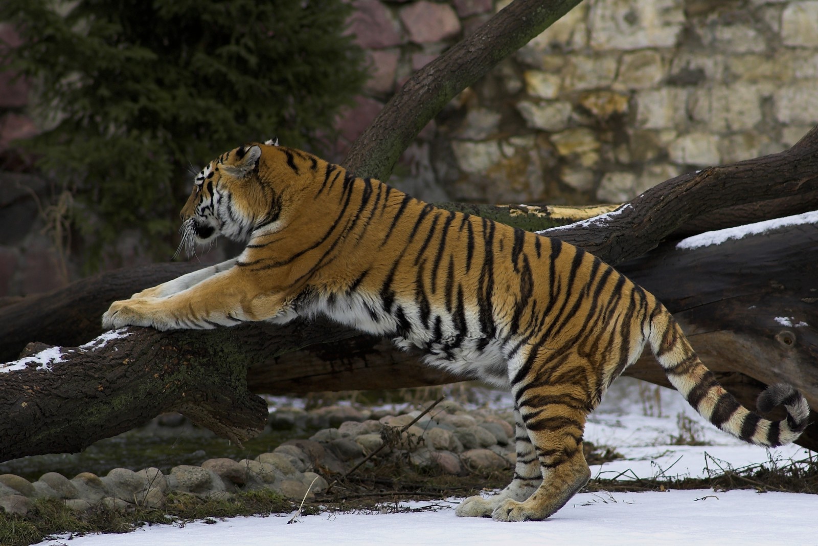 snow, tiger, exercises, stretching, warm-up, a fallen tree