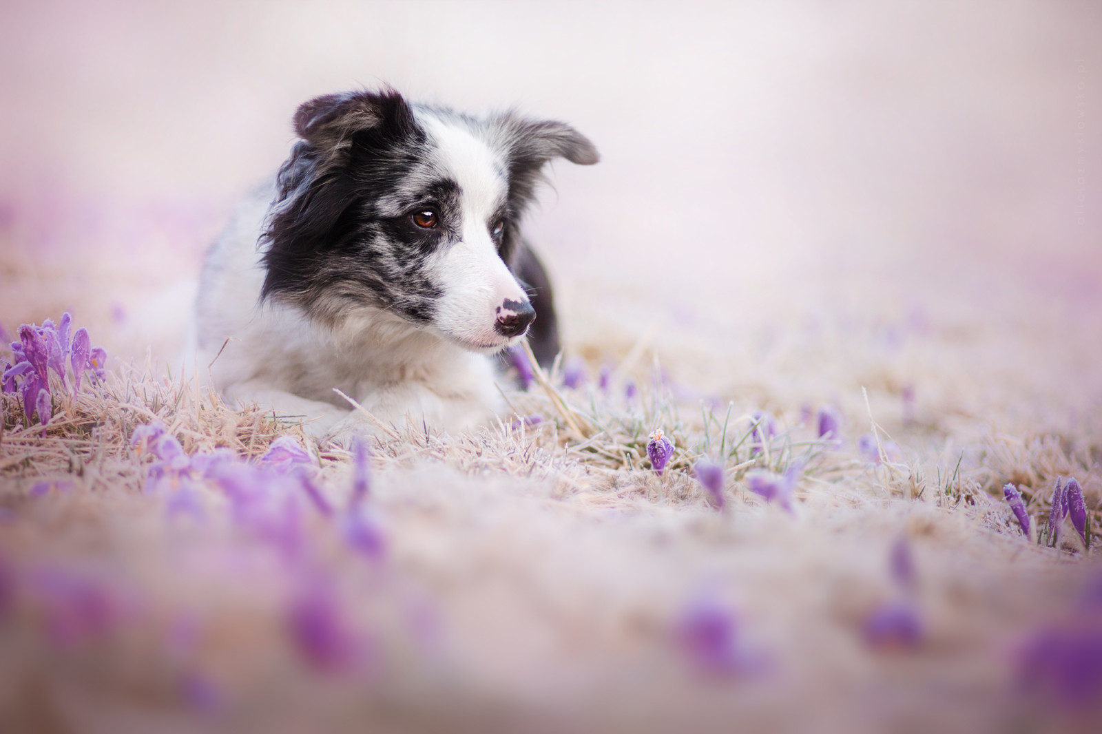 kijken, hond, bloemen, elk