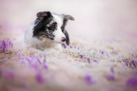 cane, ogni, fiori, Guarda