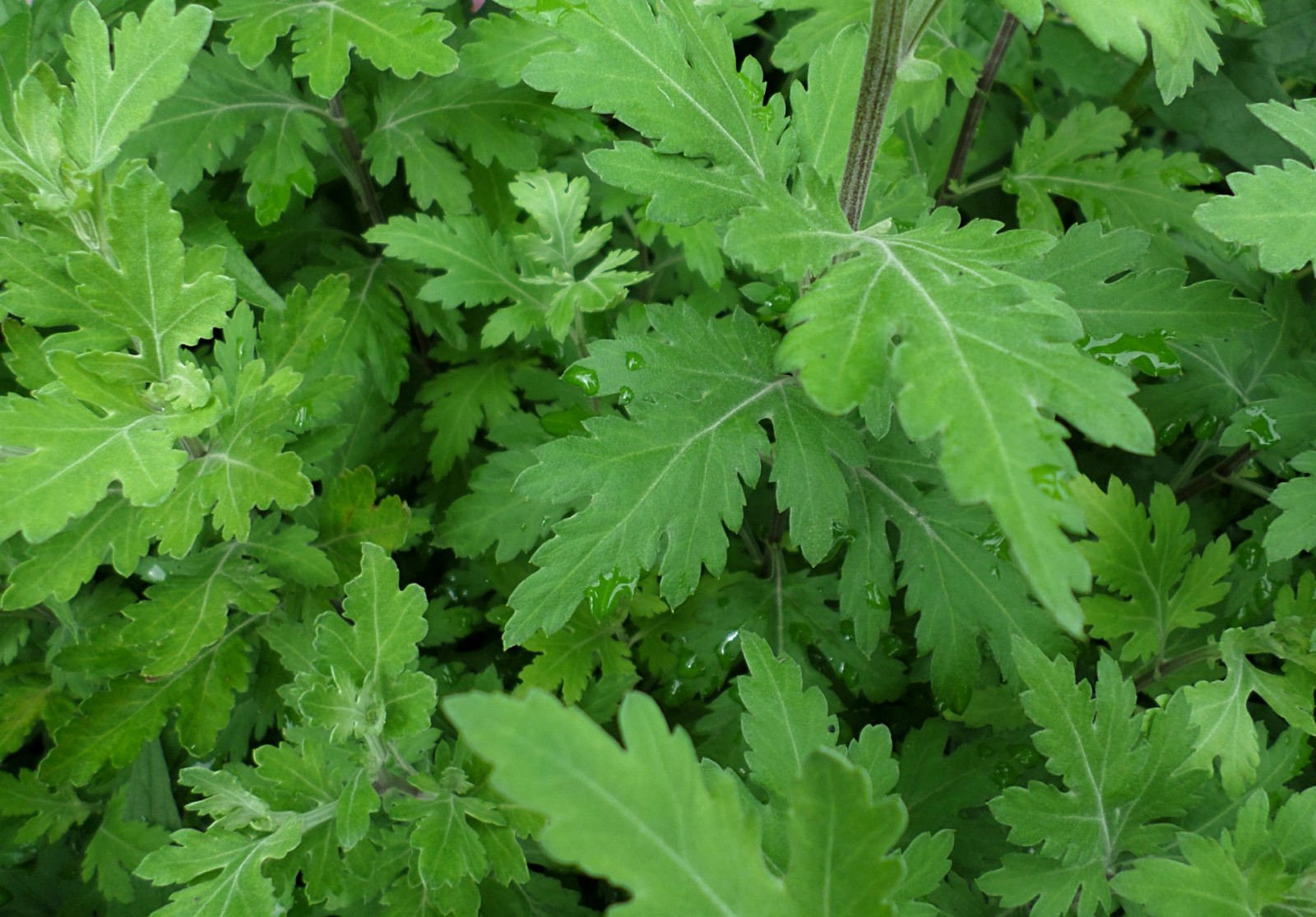 pioggia, luglio, celandine