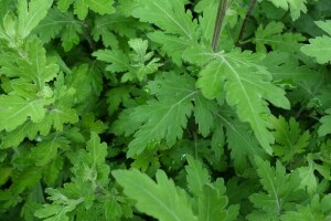 celandine, Julho, chuva