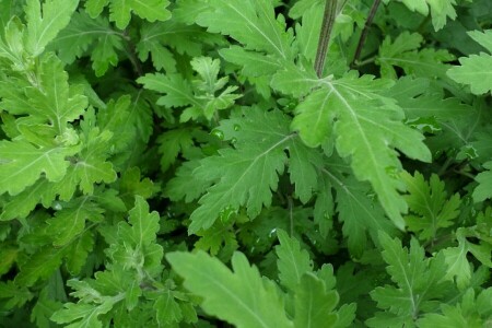 celandine, luglio, pioggia