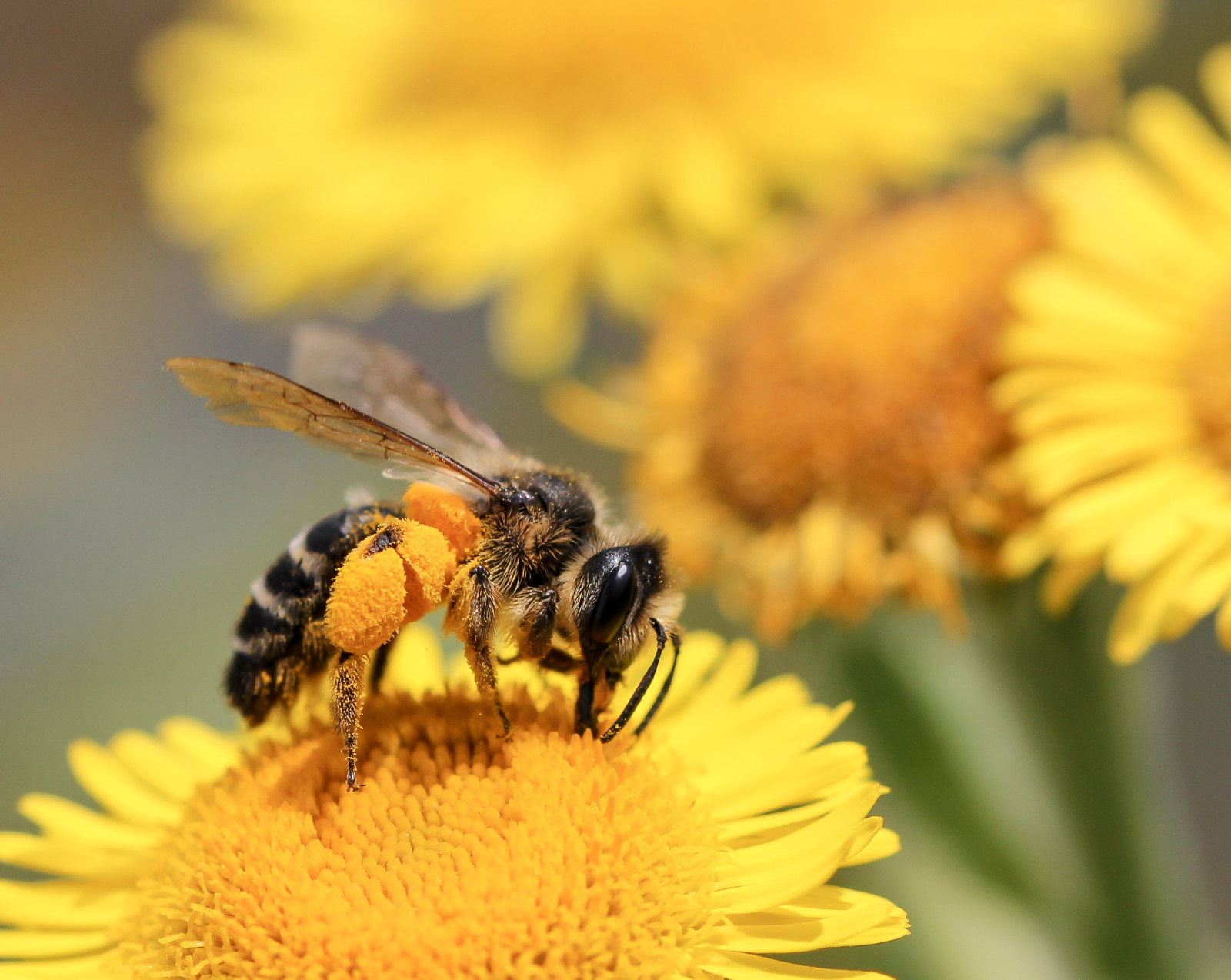 bokeh, bloemen, bloemblaadjes, insect