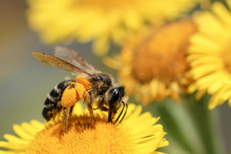 bokeh, bloemen, insect, bloemblaadjes