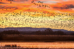 Vögel, Hügel, See, Sonnenuntergang