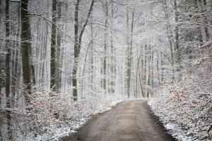 høst, skog, natur, vei, snø