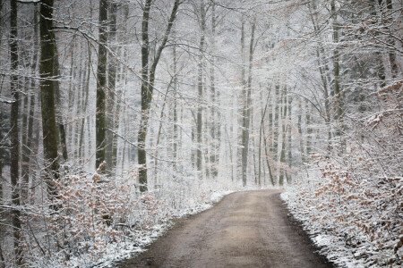 otoño, bosque, naturaleza, la carretera, nieve