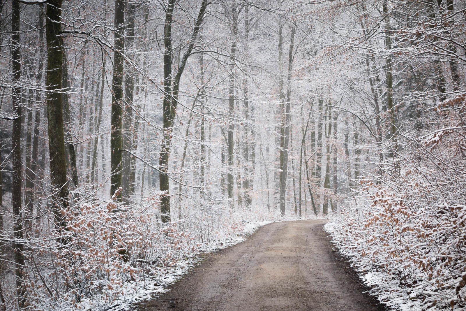 sneeuw, herfst, Woud, natuur, weg