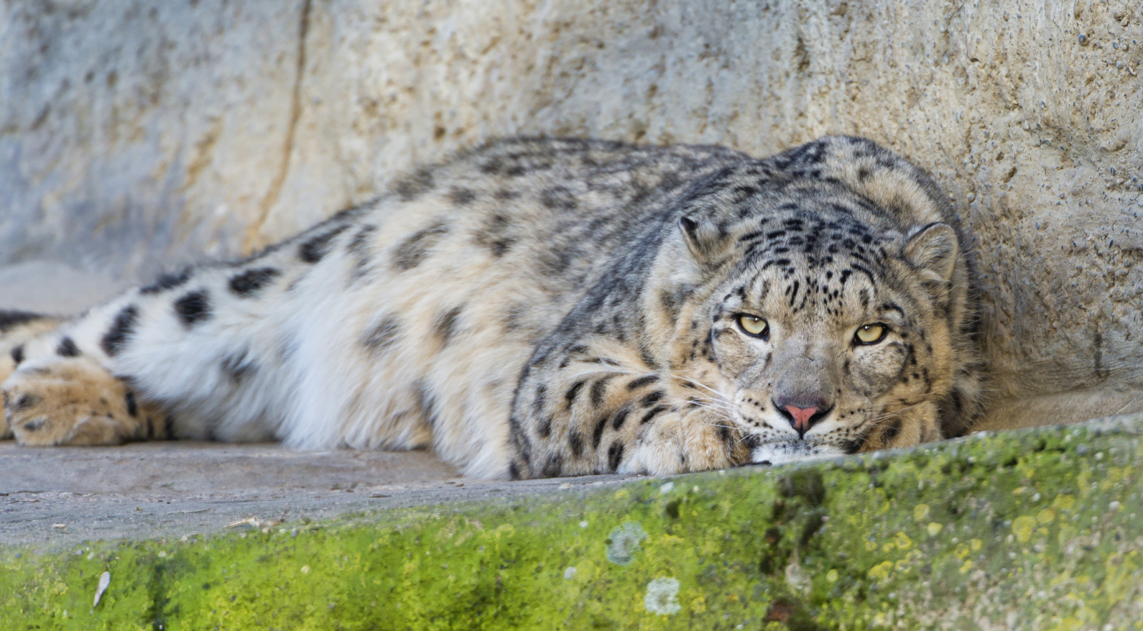 Кот, IRBIS, снежный барс, © Тамбако Ягуар