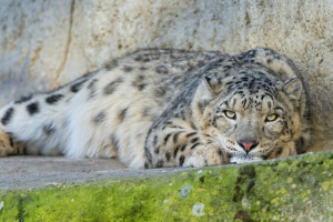 kočka, IRBIS, levhart sněžný, © Tambako The Jaguar