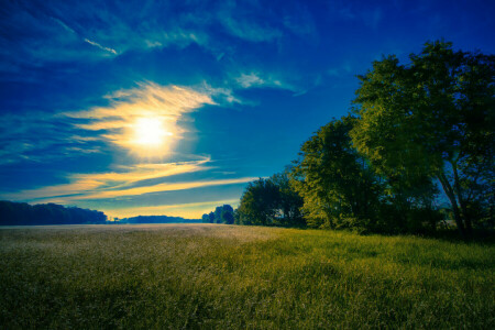 nuvens, campo, o céu, o sol, árvores