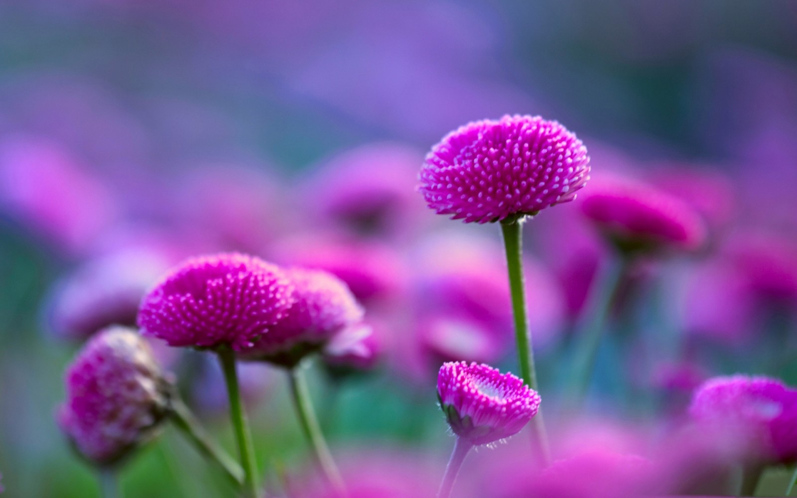 la nature, champ, Prairie, Marguerite