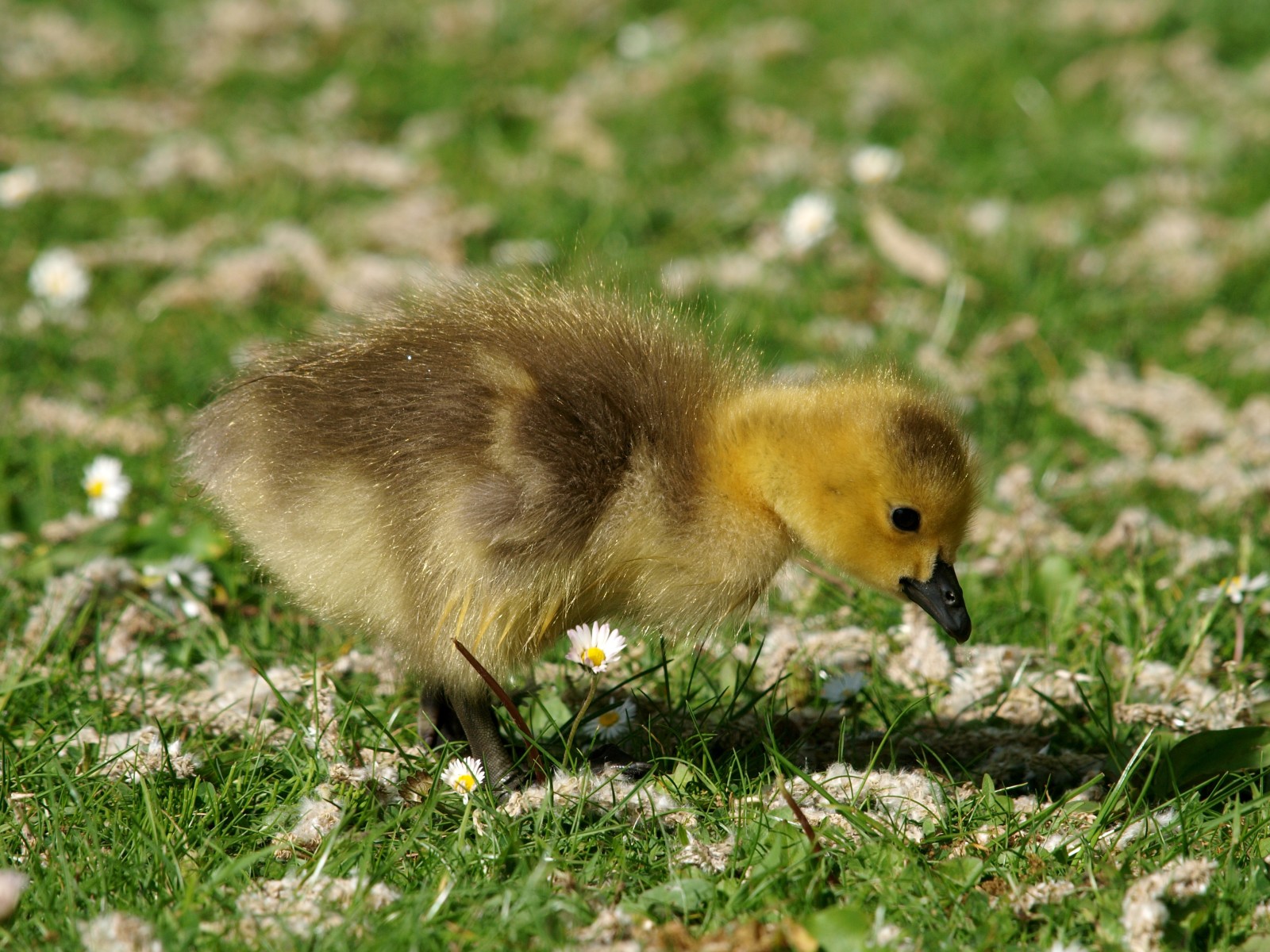 grass, blur, chick, Gosling