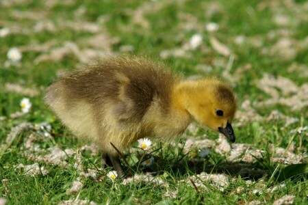 blur, chick, Gosling, grass