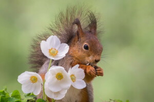 flores, natureza, proteína