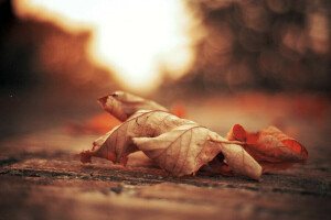 herfst, focus, gebladerte, blad, bladeren, macro