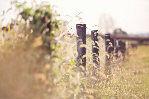 grass, light, the fence