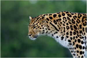 Leopardo, depredador, gato salvaje