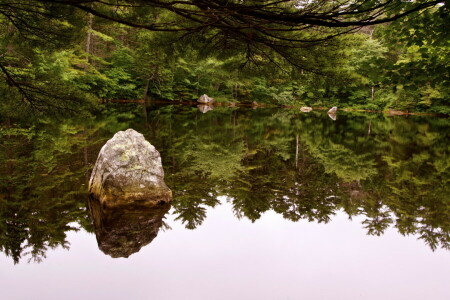 skog, natur, dam, elv, Rivers, steiner, trær, Vater