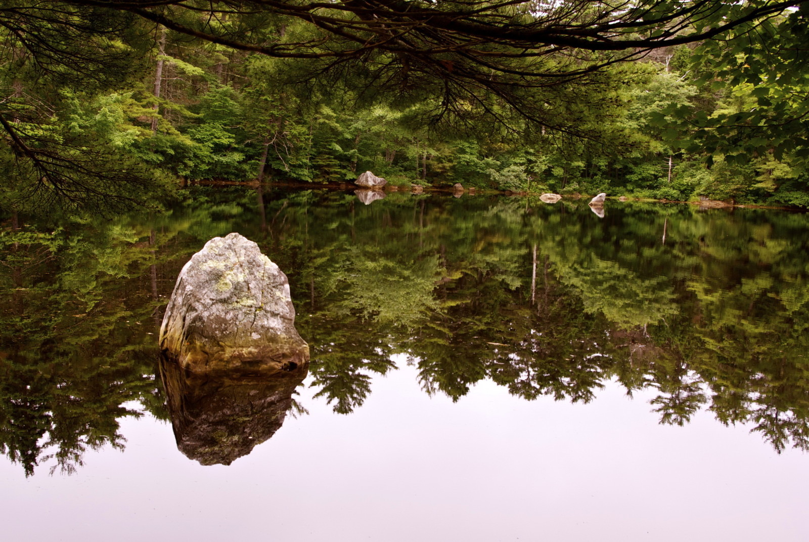 forest, nature, river, stones, trees, water, pond, Rivers