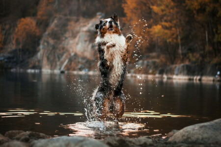 dog, each, river