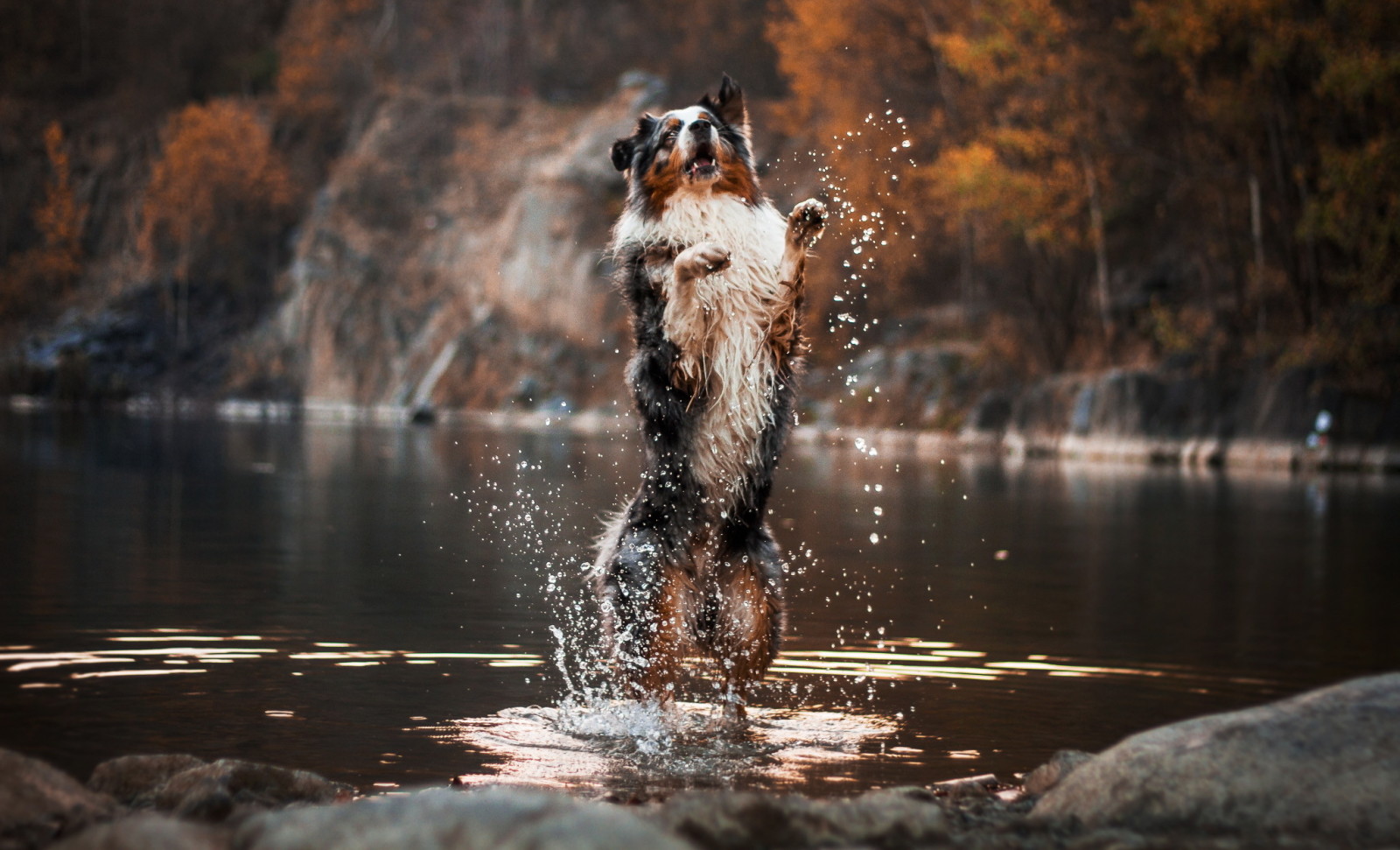 dog, river, each