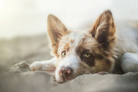 hund, varje, se