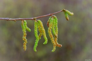 afdeling, øreringe, grøn, makro, kvist, forår