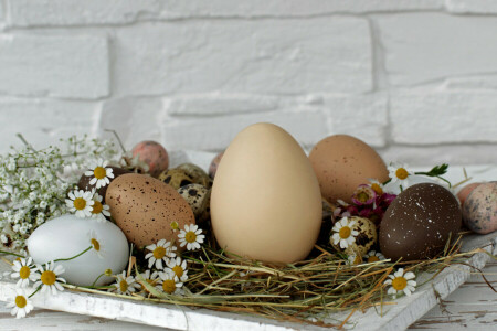 Daisy, Easter, eggs, flowers, hay, holiday, stand, wall