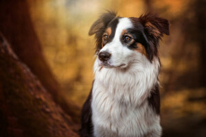 Bonnie, pies, Popatrz, border collie