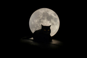 background, cat, eyes, The moon