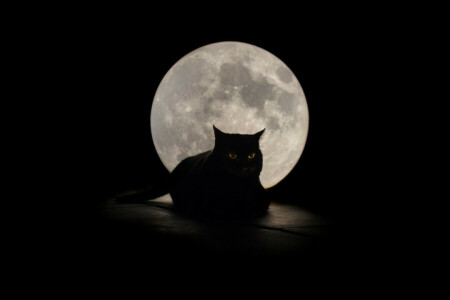 Contexte, chat, yeux, La lune