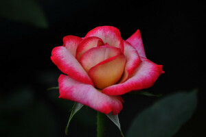 folhas, macro, natureza, pétalas, rosa