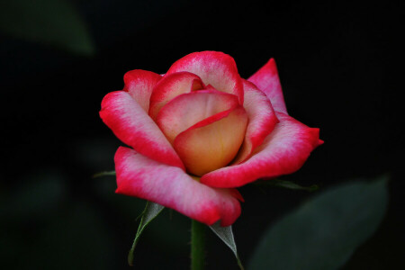 folhas, macro, natureza, pétalas, rosa