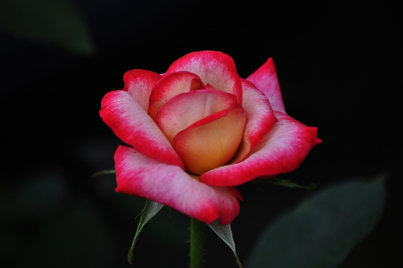 nature, macro, rose, leaves, petals