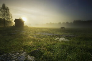 field, fog, horses, house, landscape, morning, nature