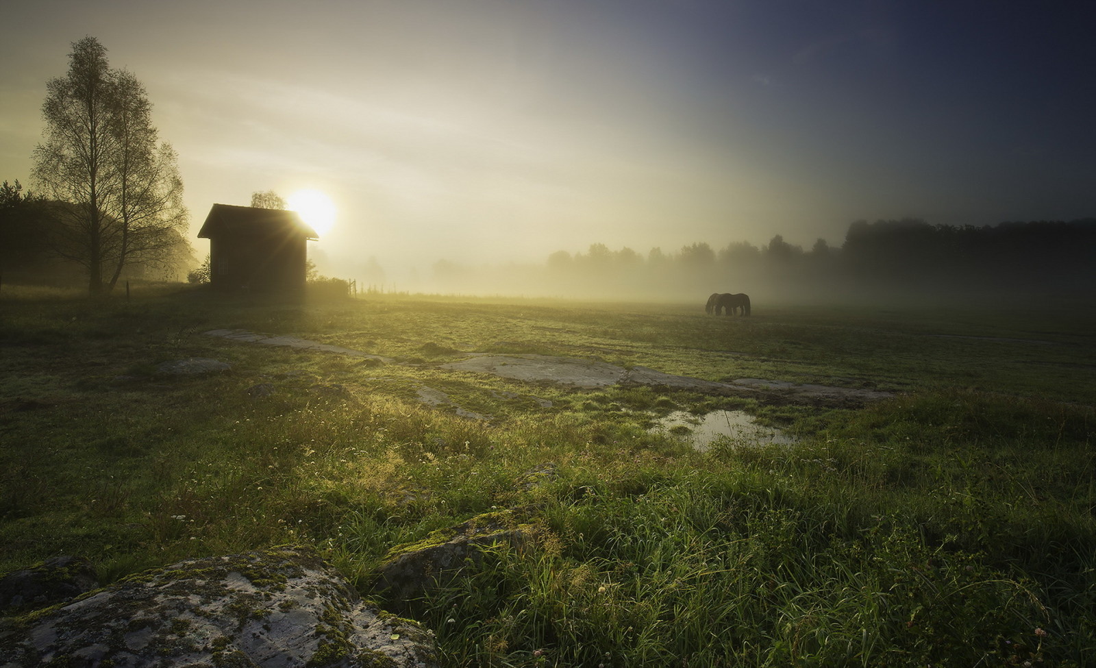 natur, hus, heste, landskab, Mark, morgen, tåge