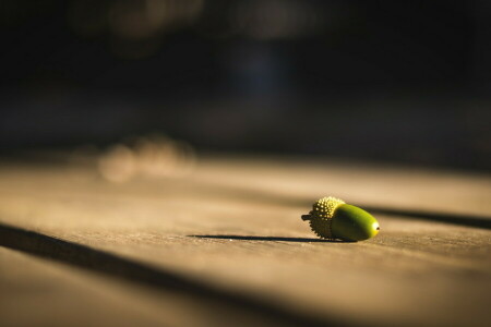 acorn, background, nature